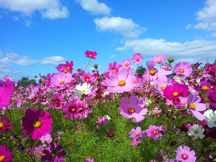 千葉県立北総花の丘公園